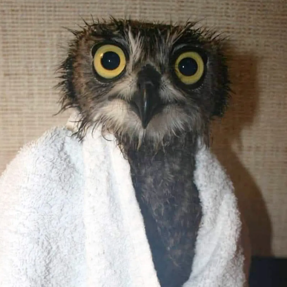 tokerace.bsky.social's profile picture