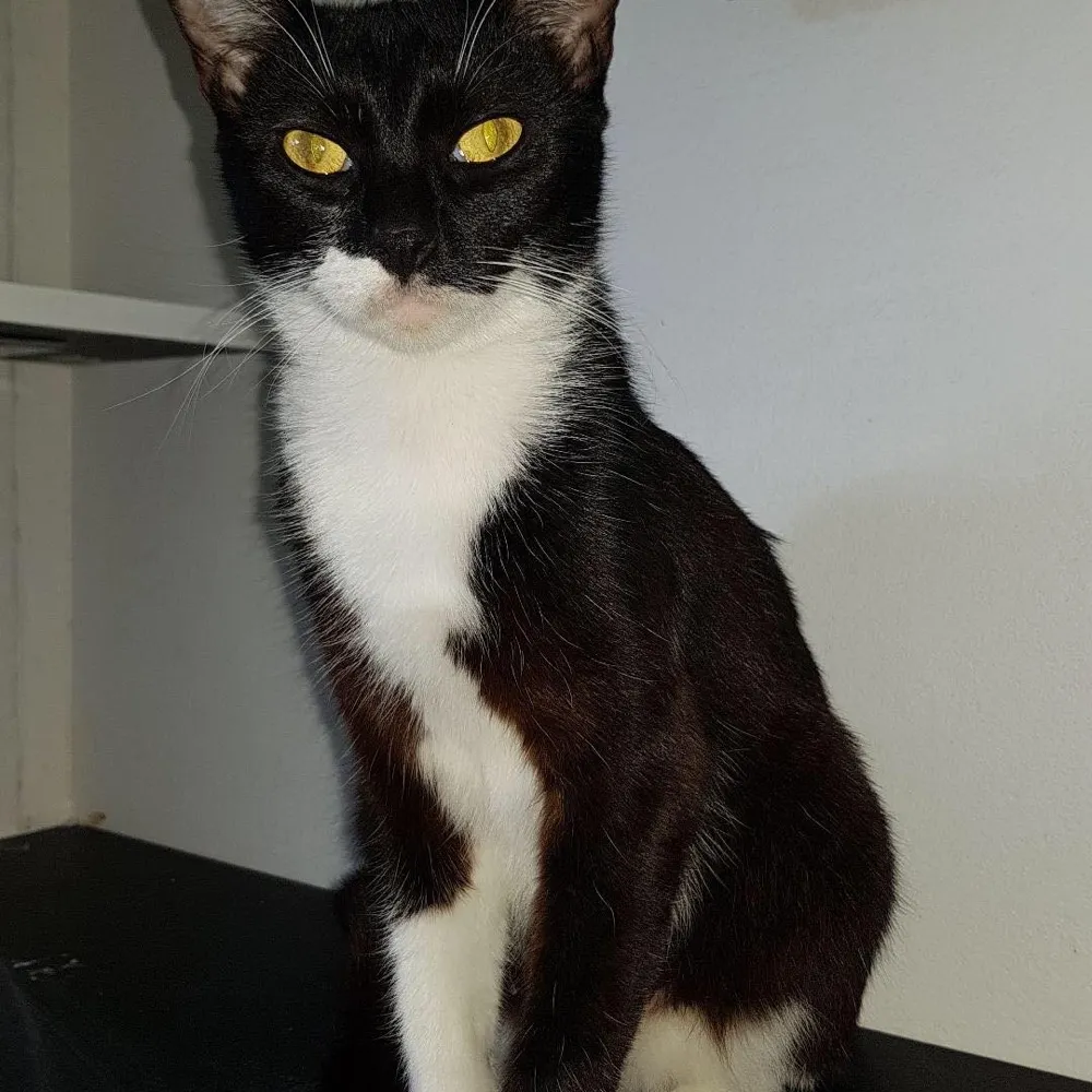 catlover13.bsky.social's profile picture