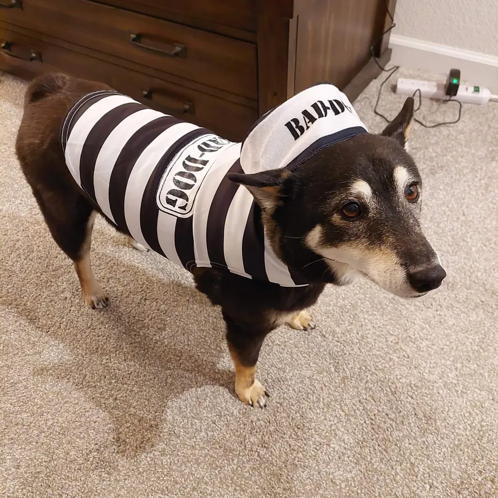 cruisefergie.bsky.social's profile picture