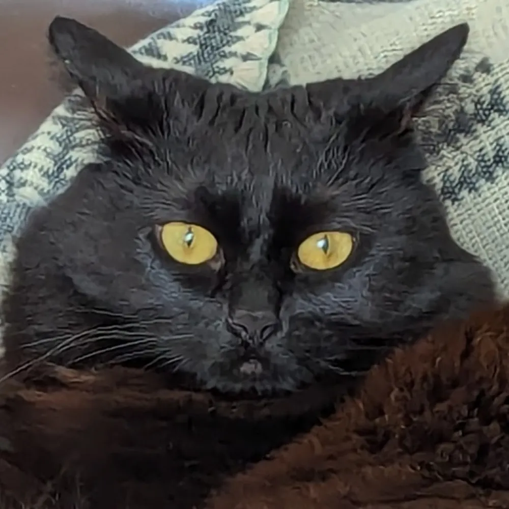 ric-willem.bsky.social's profile picture