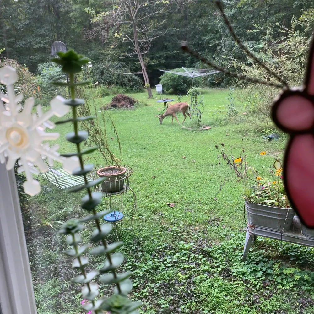 cinderoak.bsky.social's profile picture