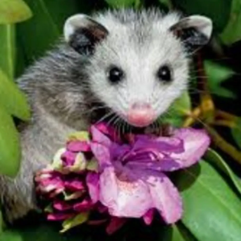 phyddledd.bsky.social's profile picture