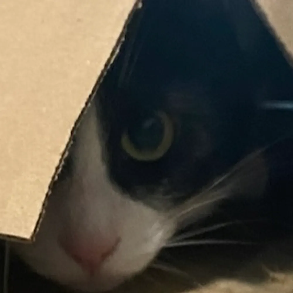 rainwalkerak.bsky.social's profile picture