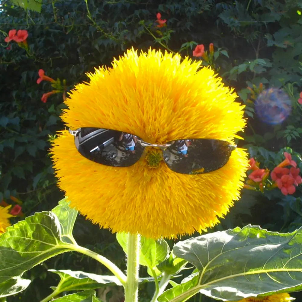 cloeybechir.bsky.social's profile picture