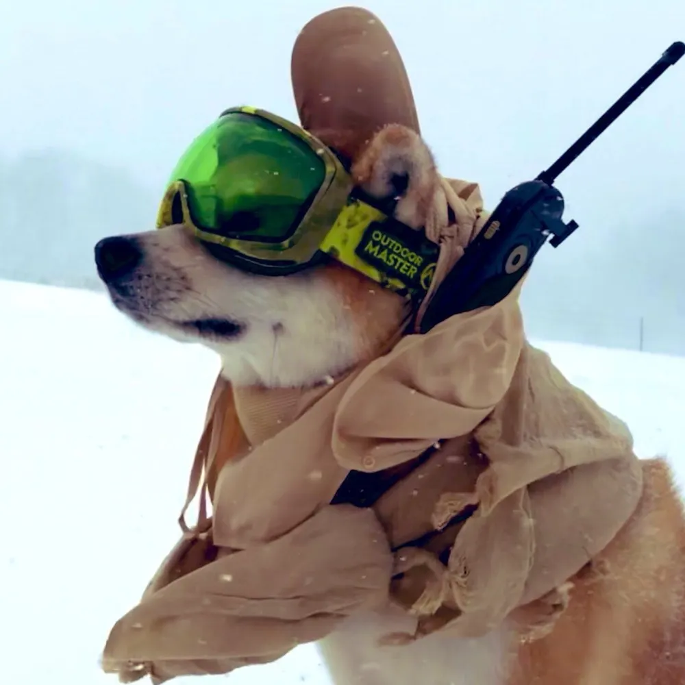 doglovingfool.bsky.social's profile picture