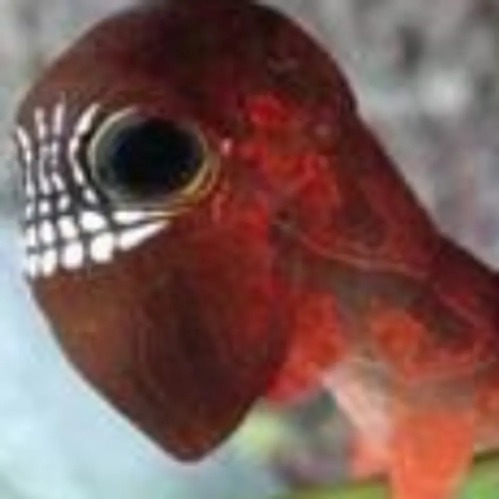 exmemoriam.bsky.social's profile picture