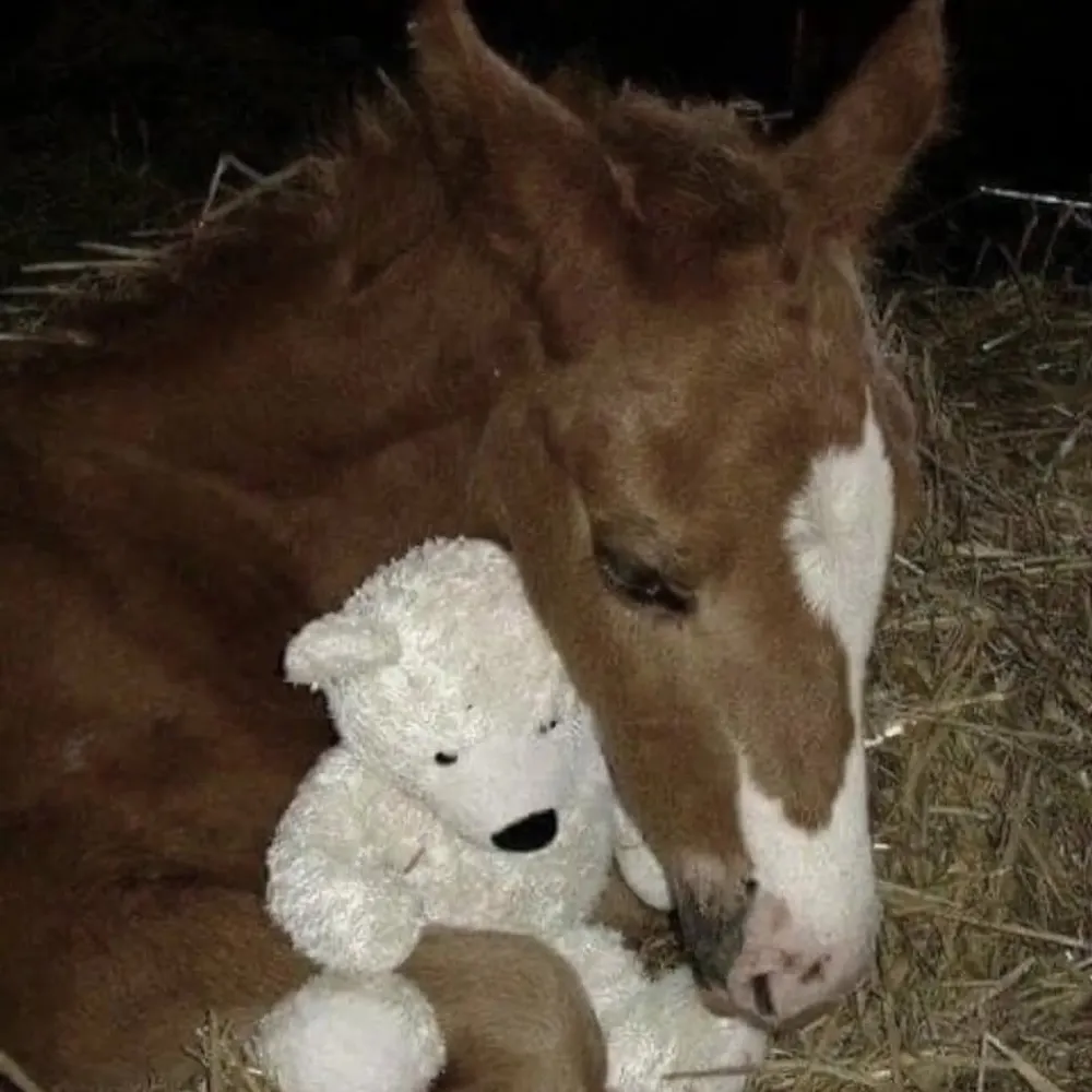 delightedbutdying.bsky.social's profile picture