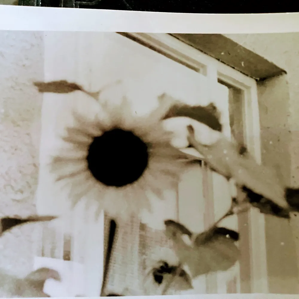 cheifbroom.bsky.social's profile picture