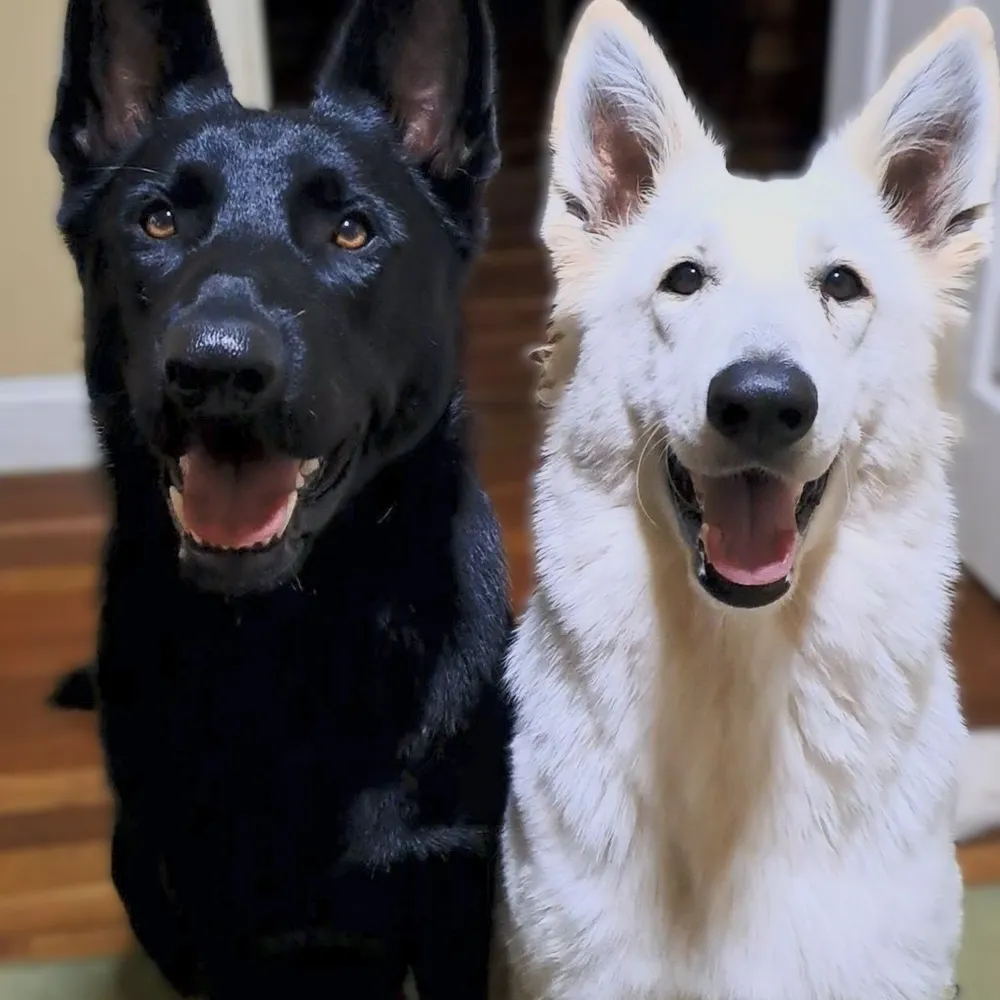 bowieandangie2023.bsky.social's profile picture