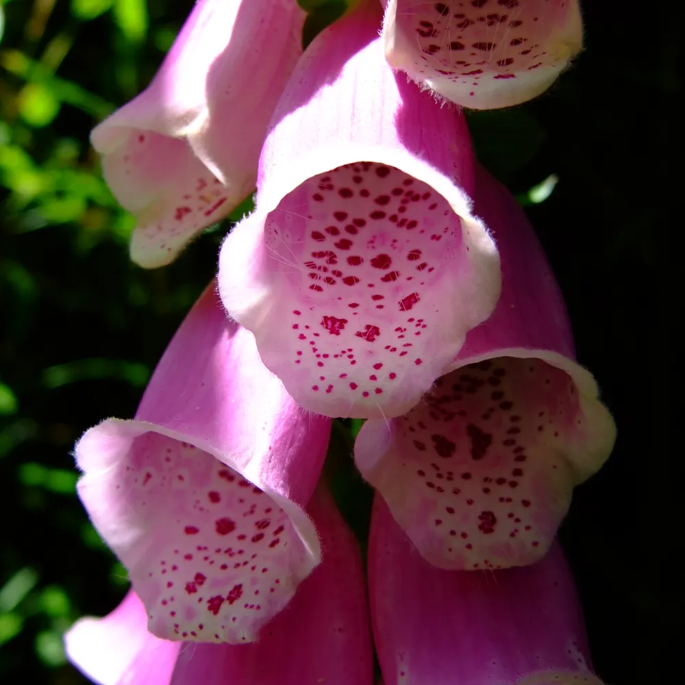 citizenw0lf.bsky.social's profile picture