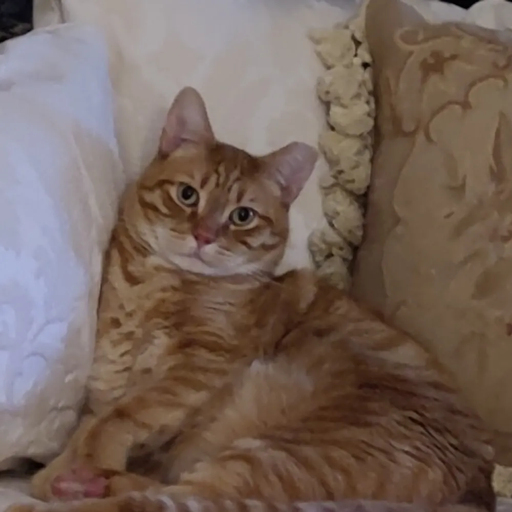 patdem.bsky.social's profile picture