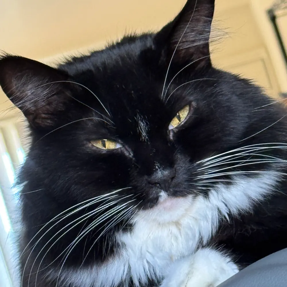 southernviolet.blackskycomra.de's profile picture