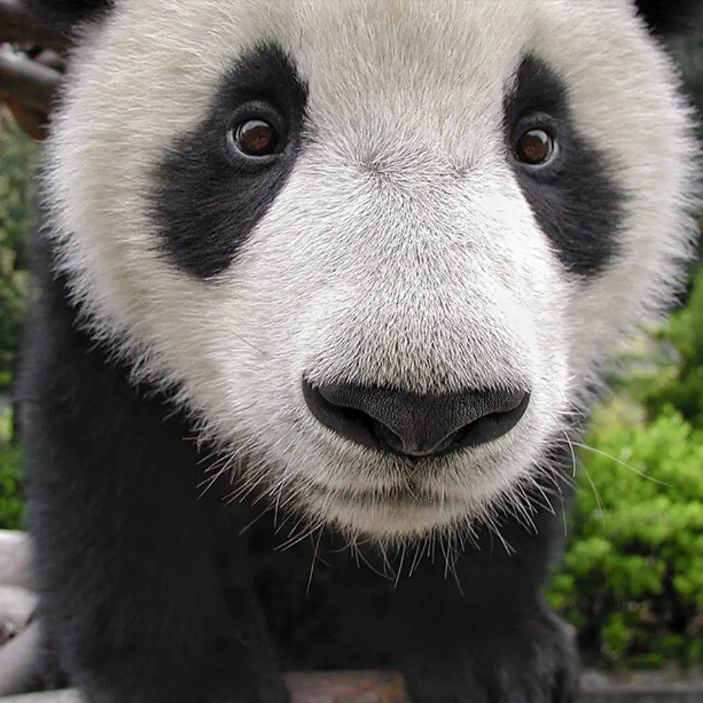 andybspanda.bsky.social's profile picture