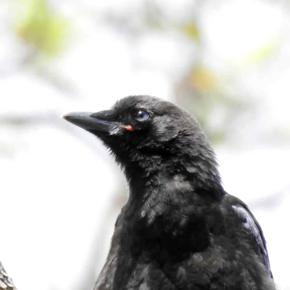 crowtalk.bsky.social's profile picture