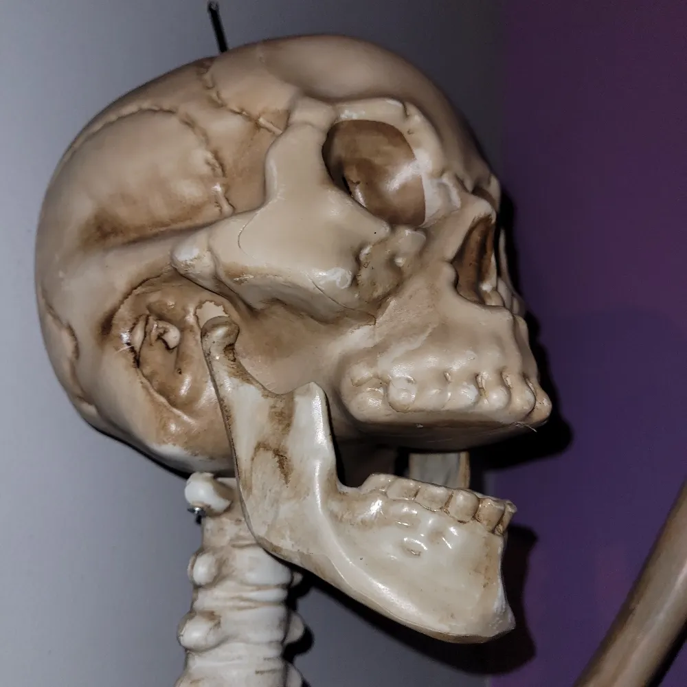 ahhh-a-skeleton.bsky.social's profile picture