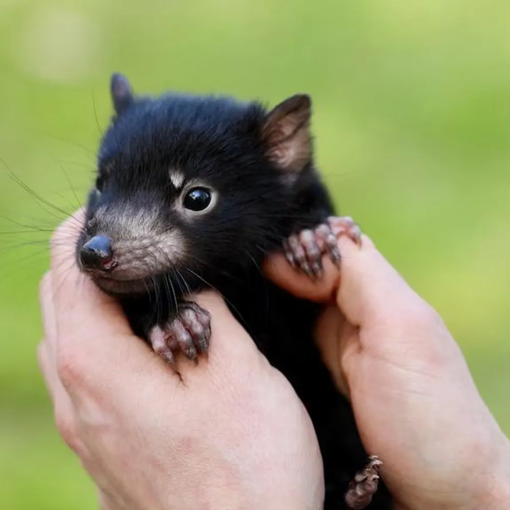 bjbagginsinoz.bsky.social's profile picture