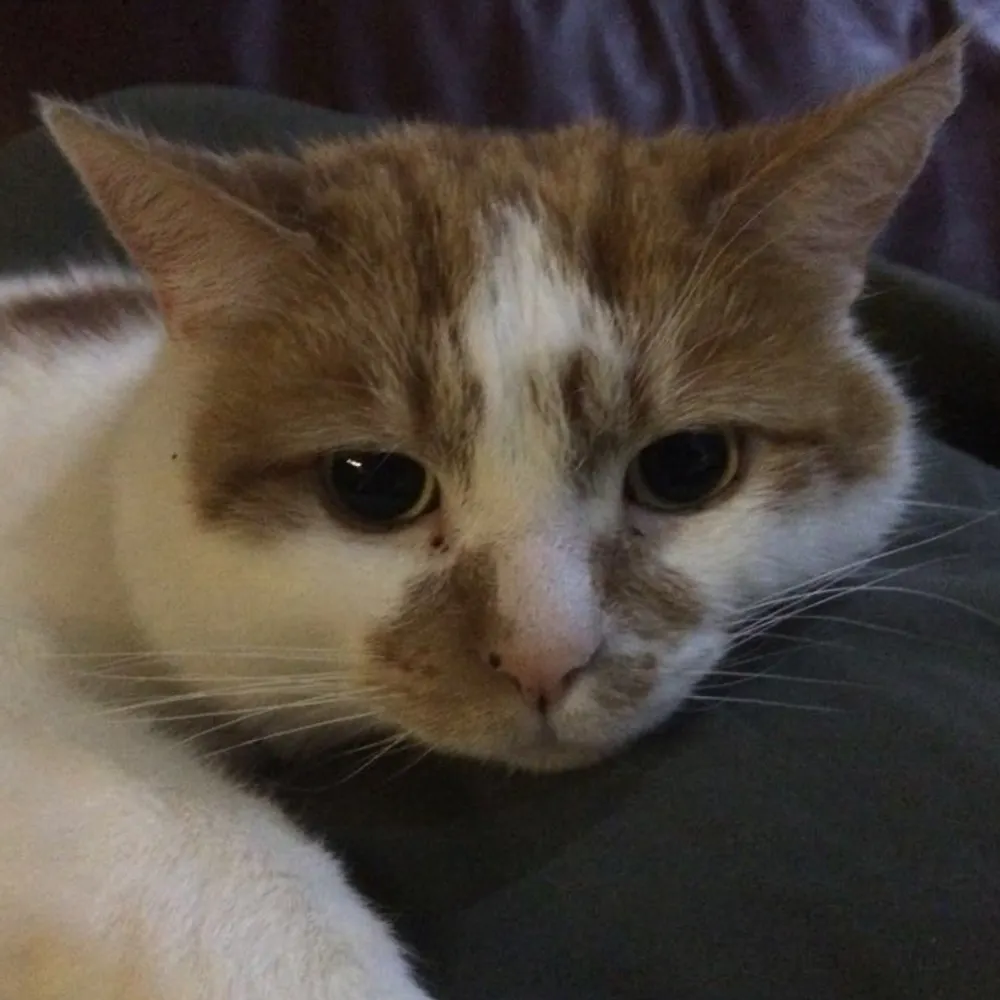 annoyed-aldo.bsky.social's profile picture