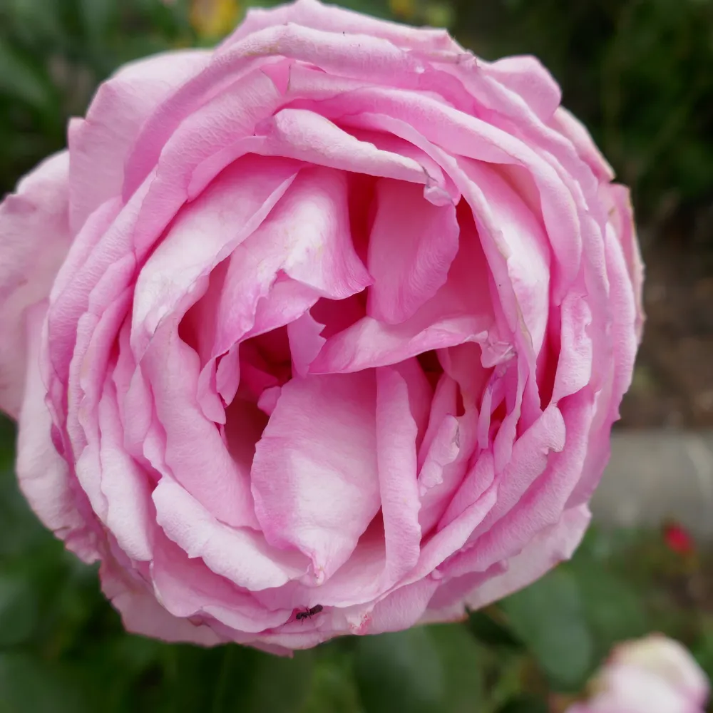 l-c-7.bsky.social's profile picture