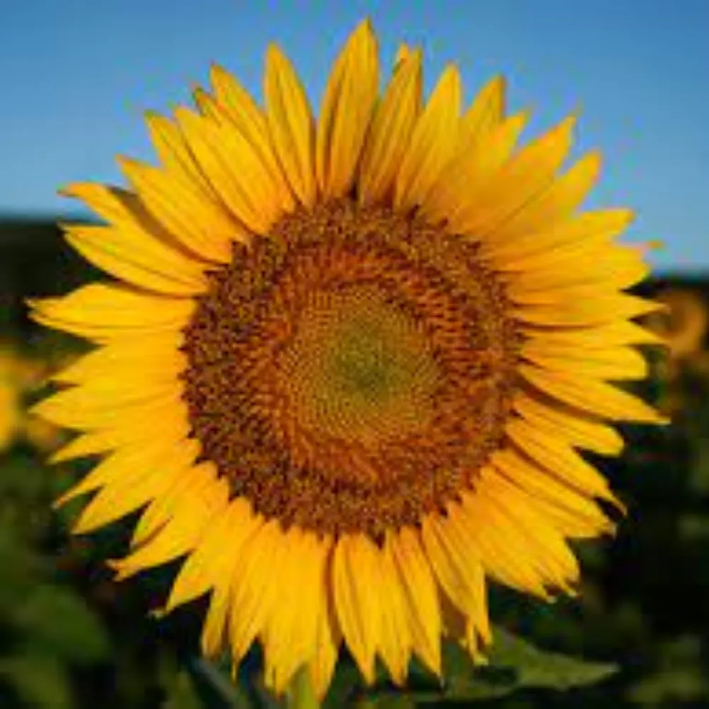 chreitermayr.bsky.social's profile picture