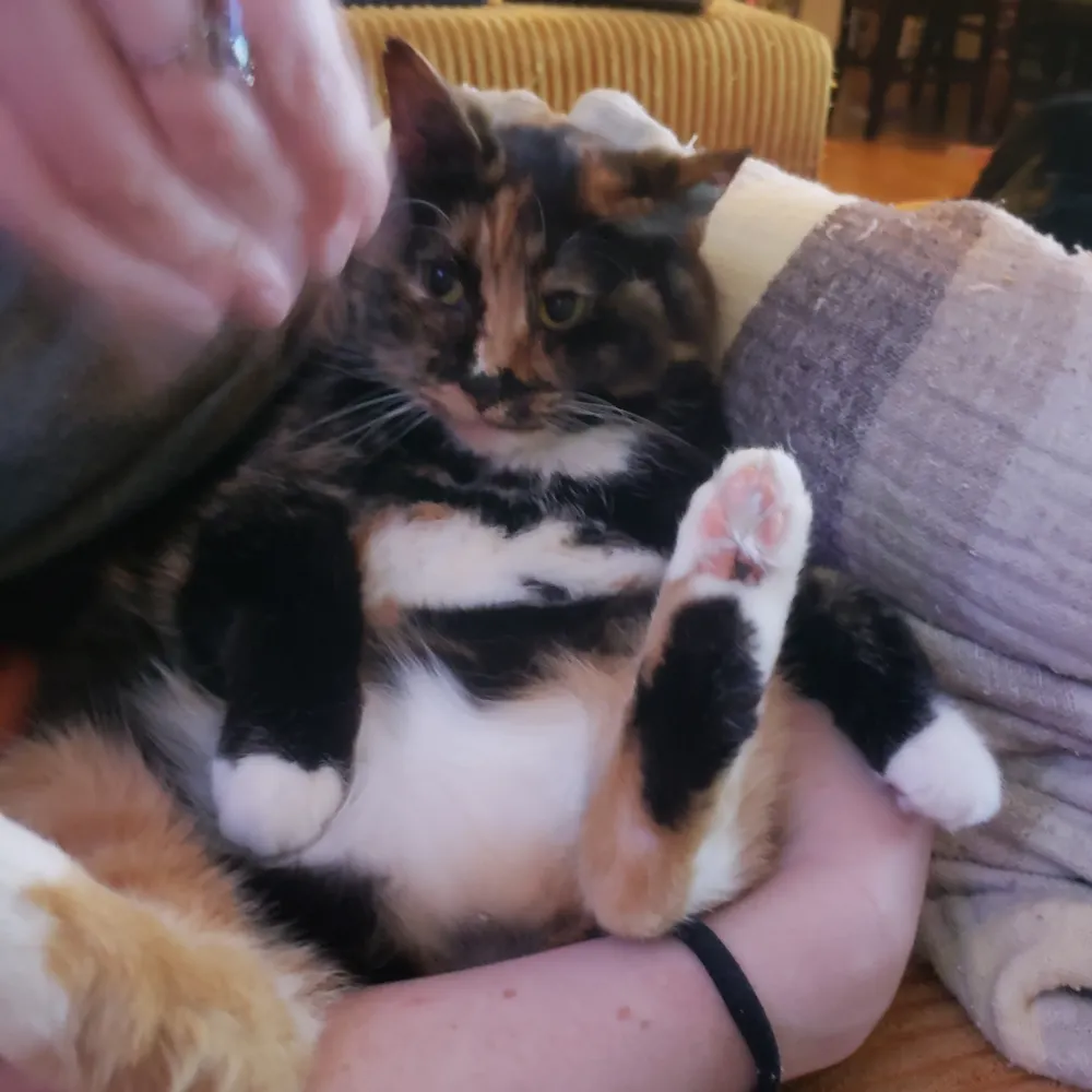 chaosinanhour.bsky.social's profile picture