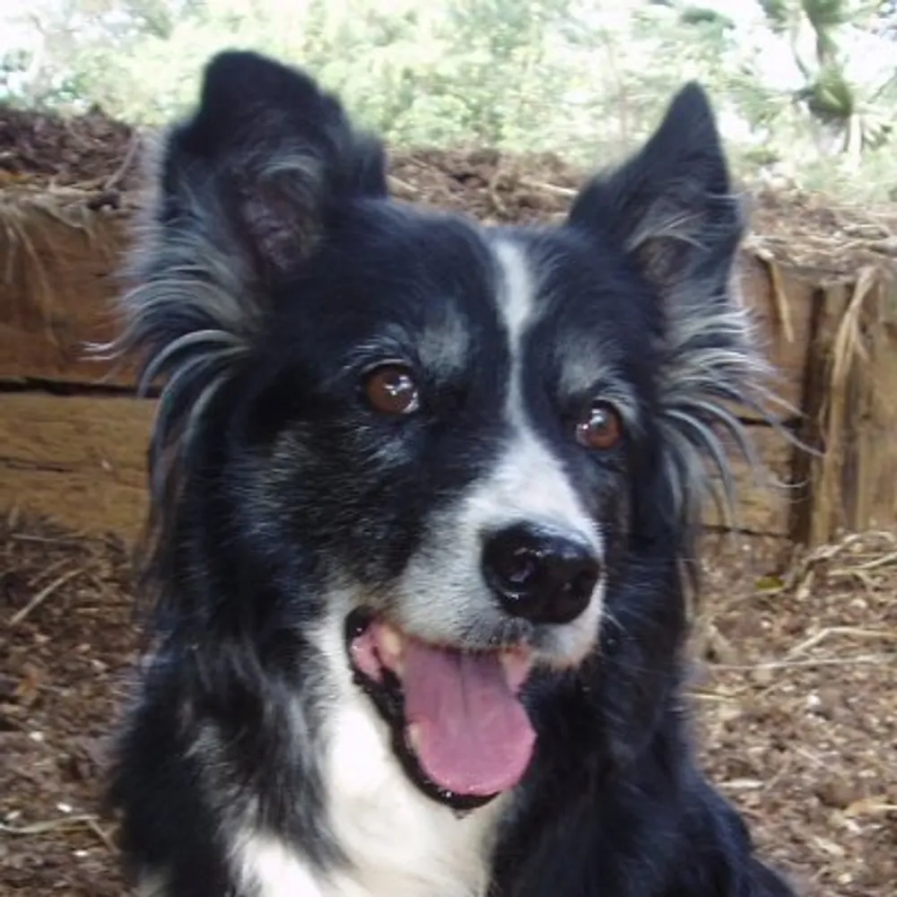 sonnet-lumiere.bsky.social's profile picture