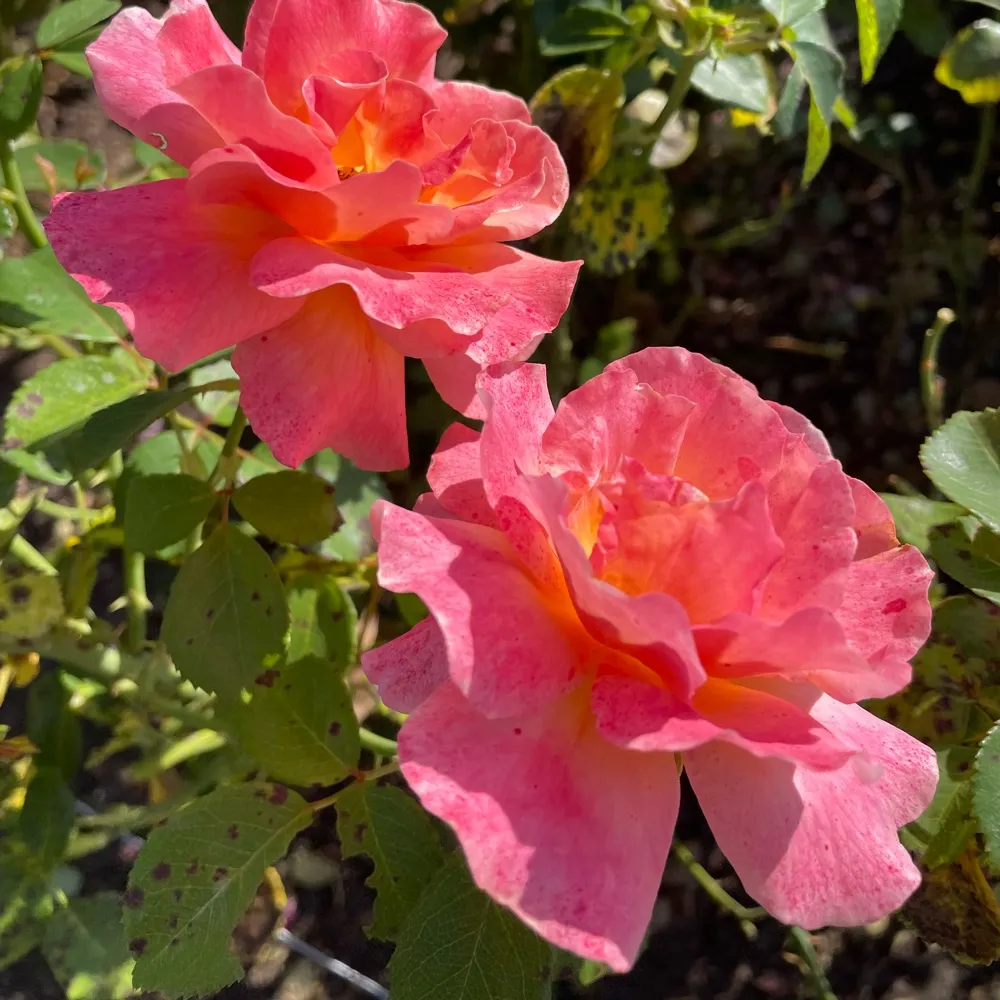 sebbrover.bsky.social's profile picture