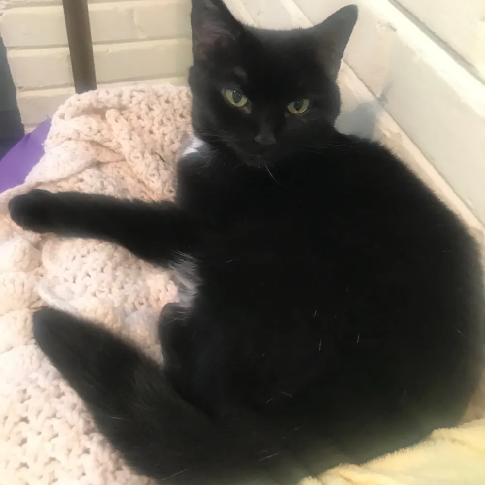 fabucat1958.bsky.social's profile picture