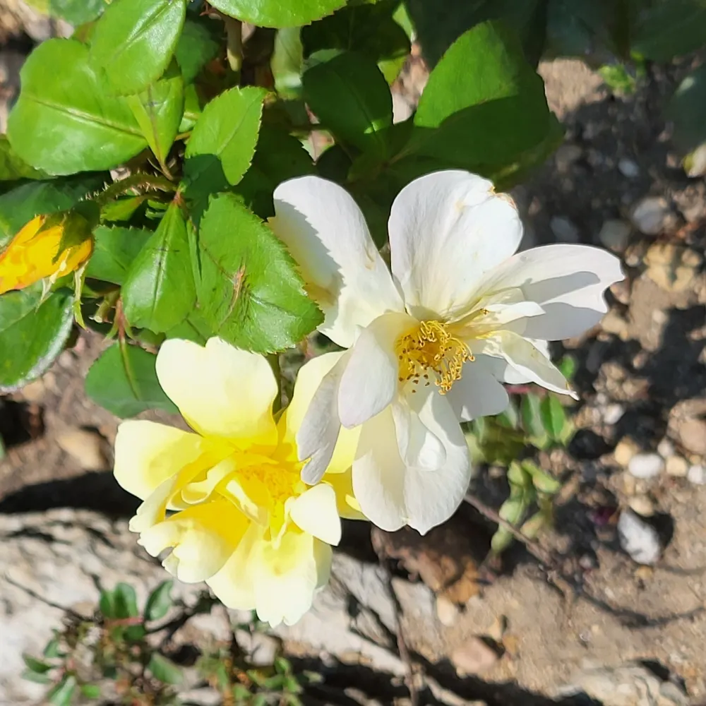 ranyc.bsky.social's profile picture