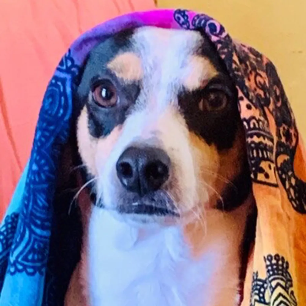 redbeez.bsky.social's profile picture