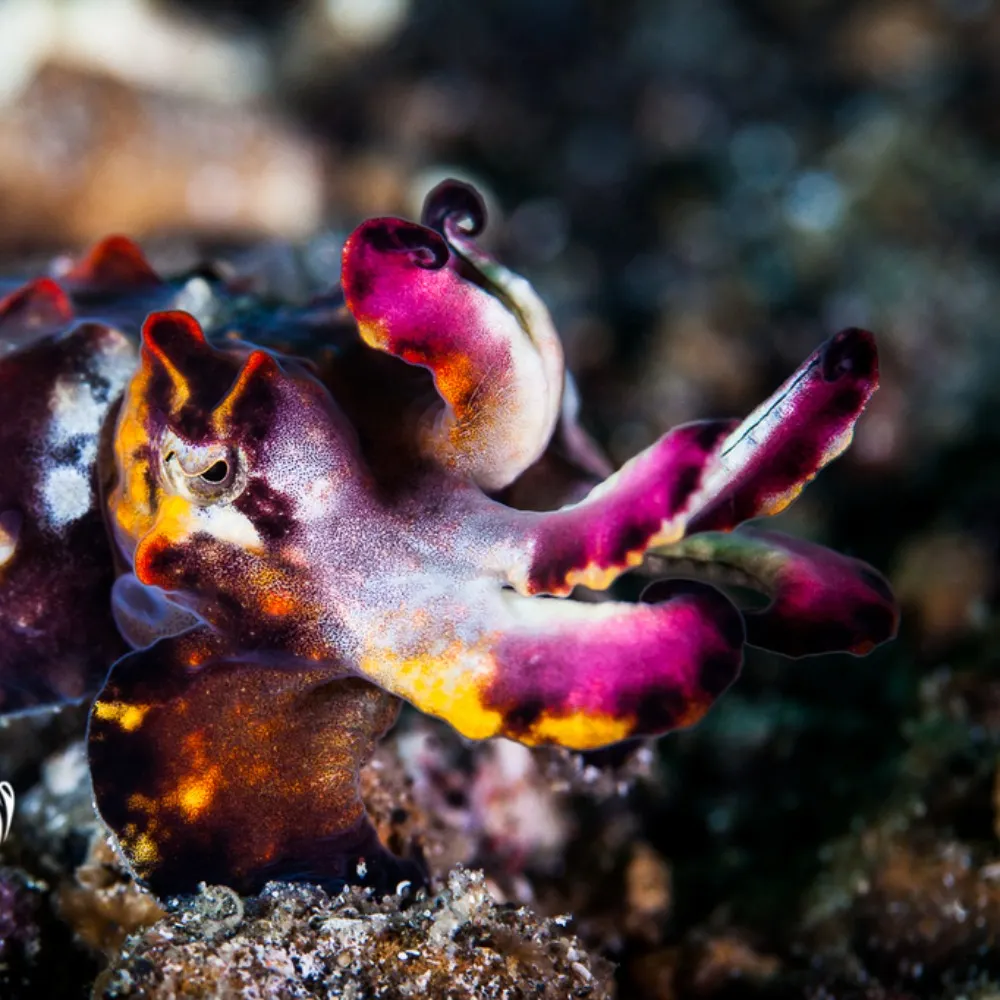 cephalopodsdaily.bsky.social's profile picture