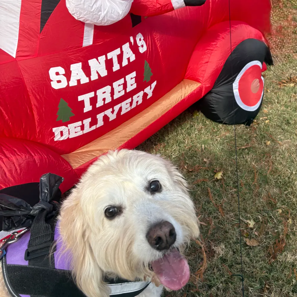 olddogma24.bsky.social's profile picture