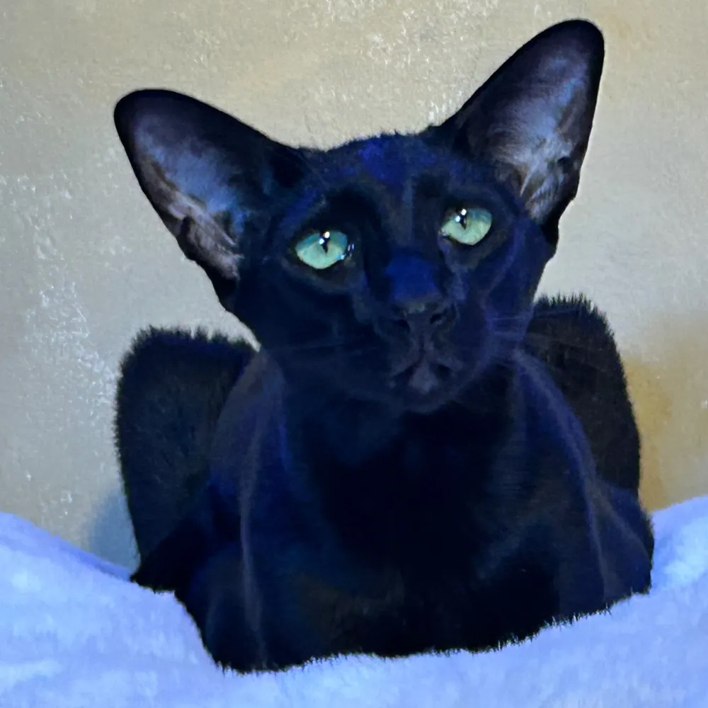 captairkat.bsky.social's profile picture