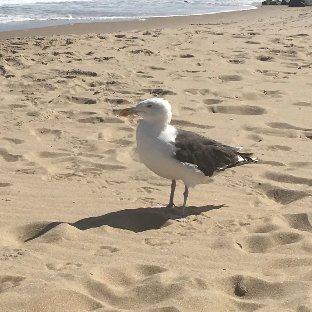 roseyk100.bsky.social's profile picture