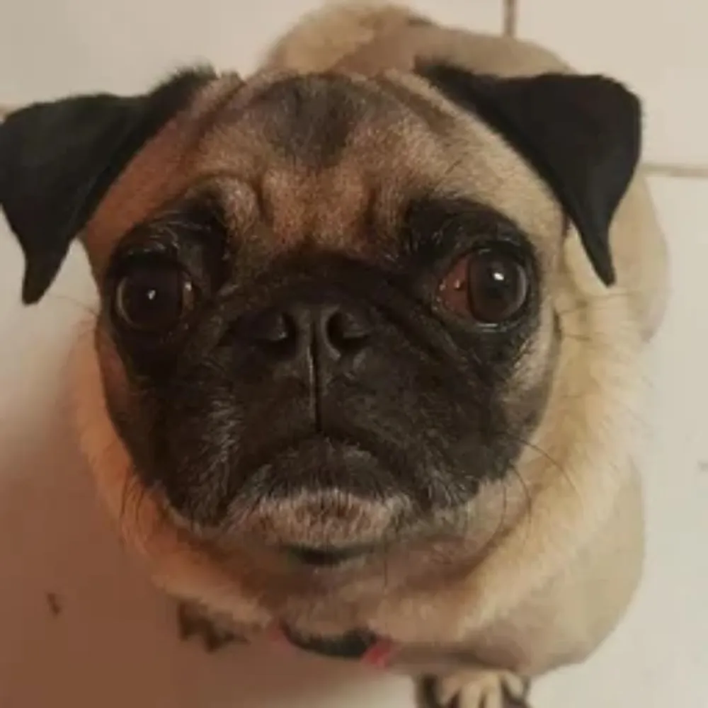 thebeardedpug.bsky.social's profile picture