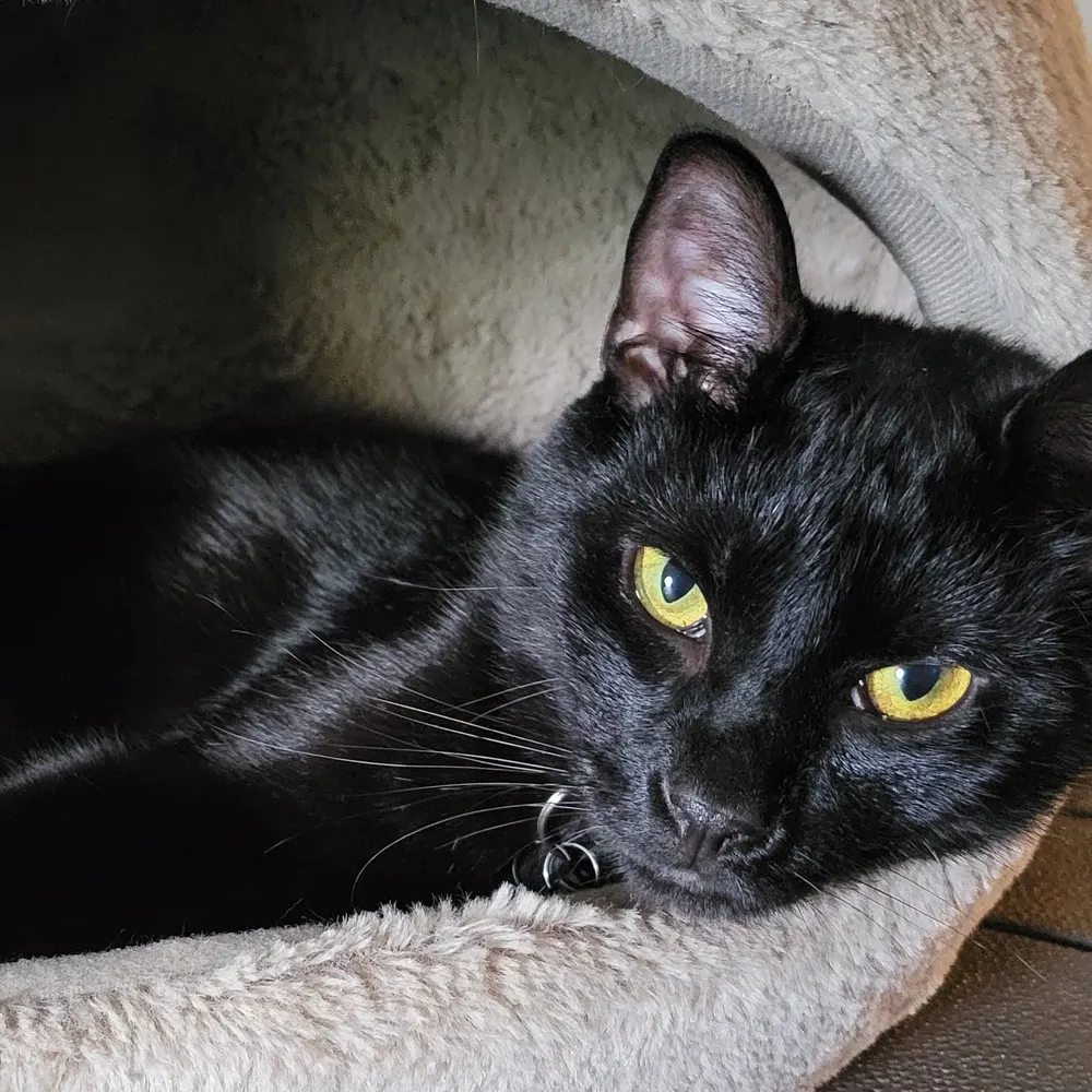 tylwythtegcottage.bsky.social's profile picture