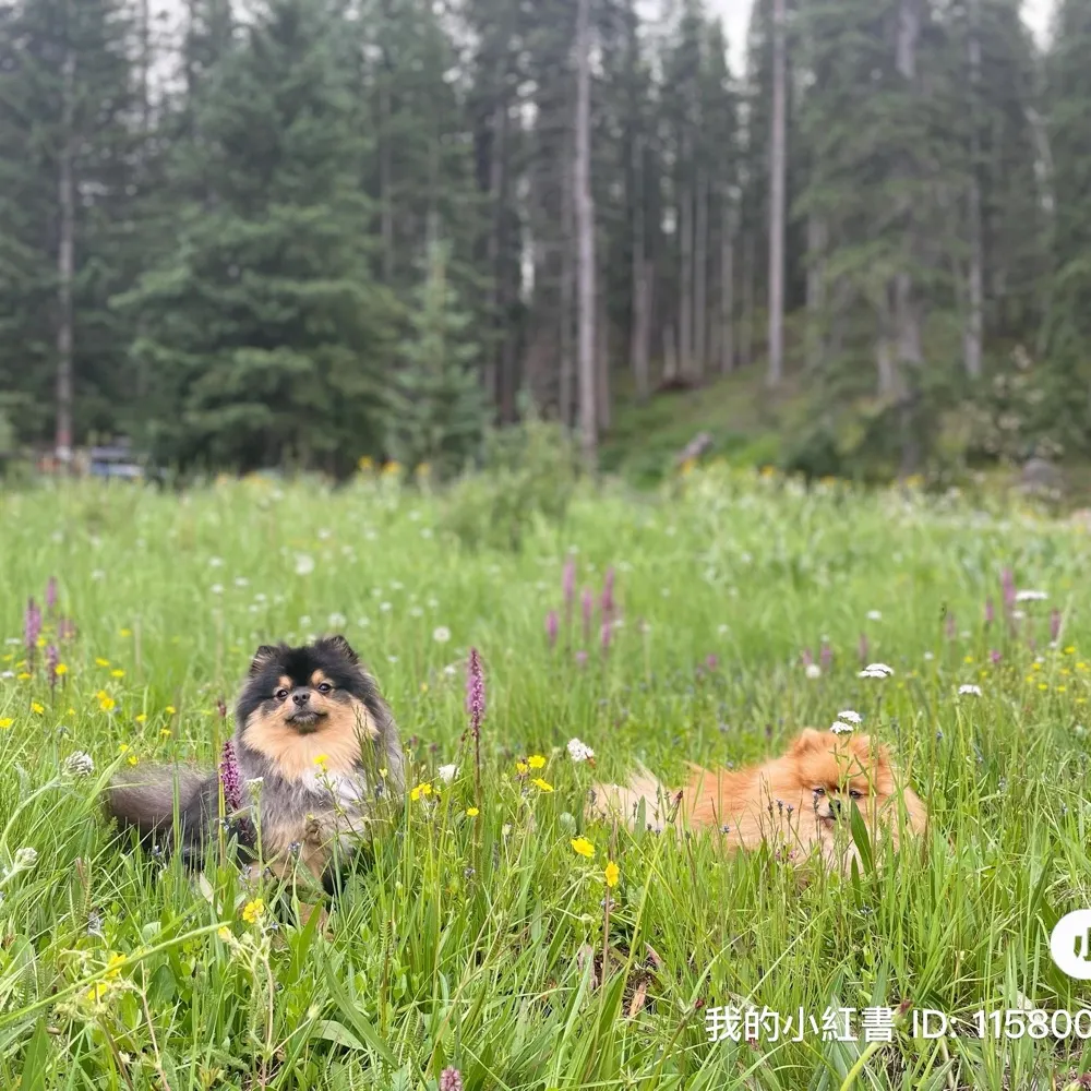 pommom4eva.bsky.social's profile picture