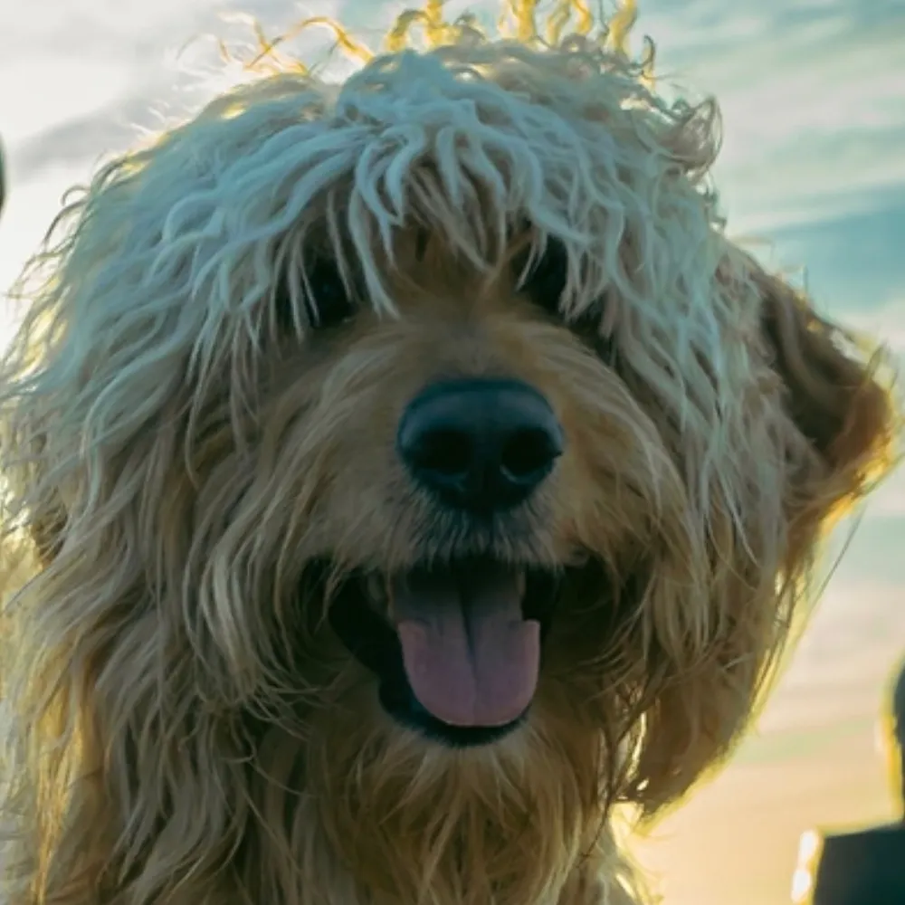 words.bsky.social's profile picture