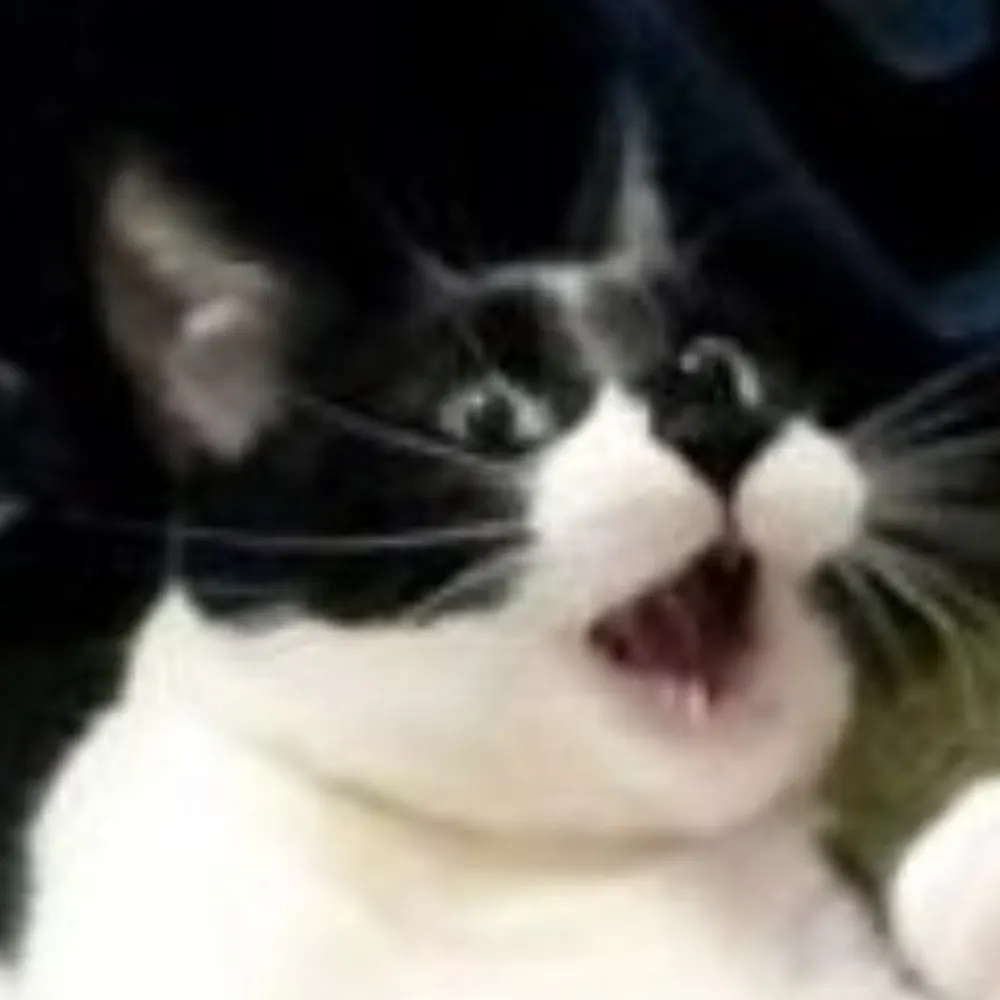 rowan.monster's profile picture