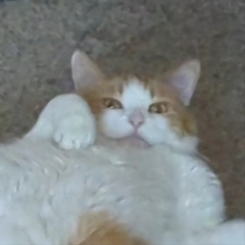 breadboat.bsky.social's profile picture