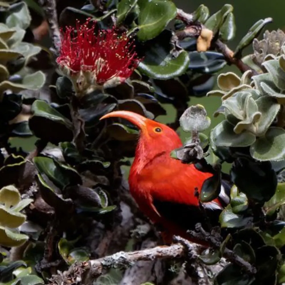 hawaiianimages.bsky.social's profile picture