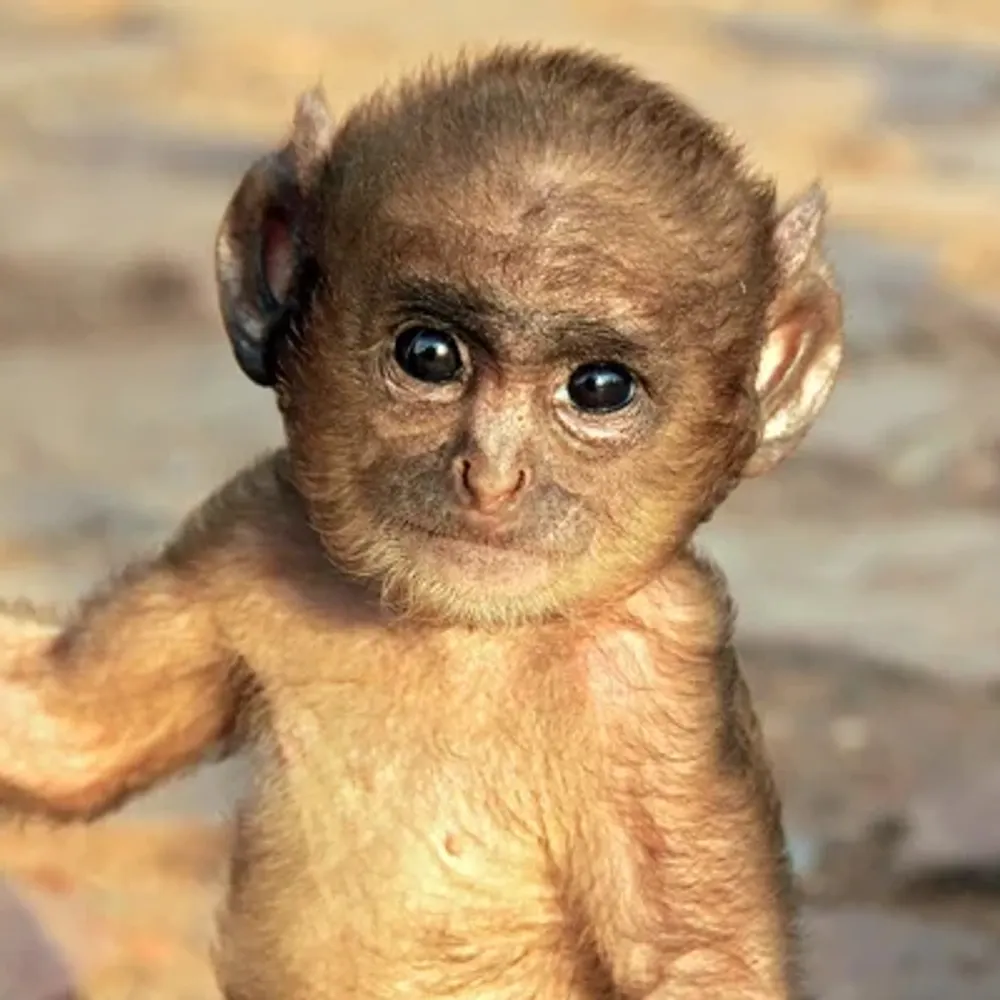 cotopiro.bsky.social's profile picture