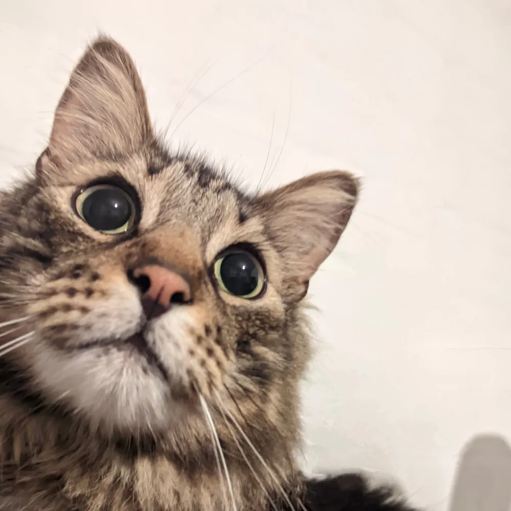 blackjam.net's profile picture