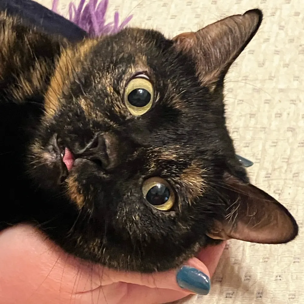 fuzzypissykitty.bsky.social's profile picture