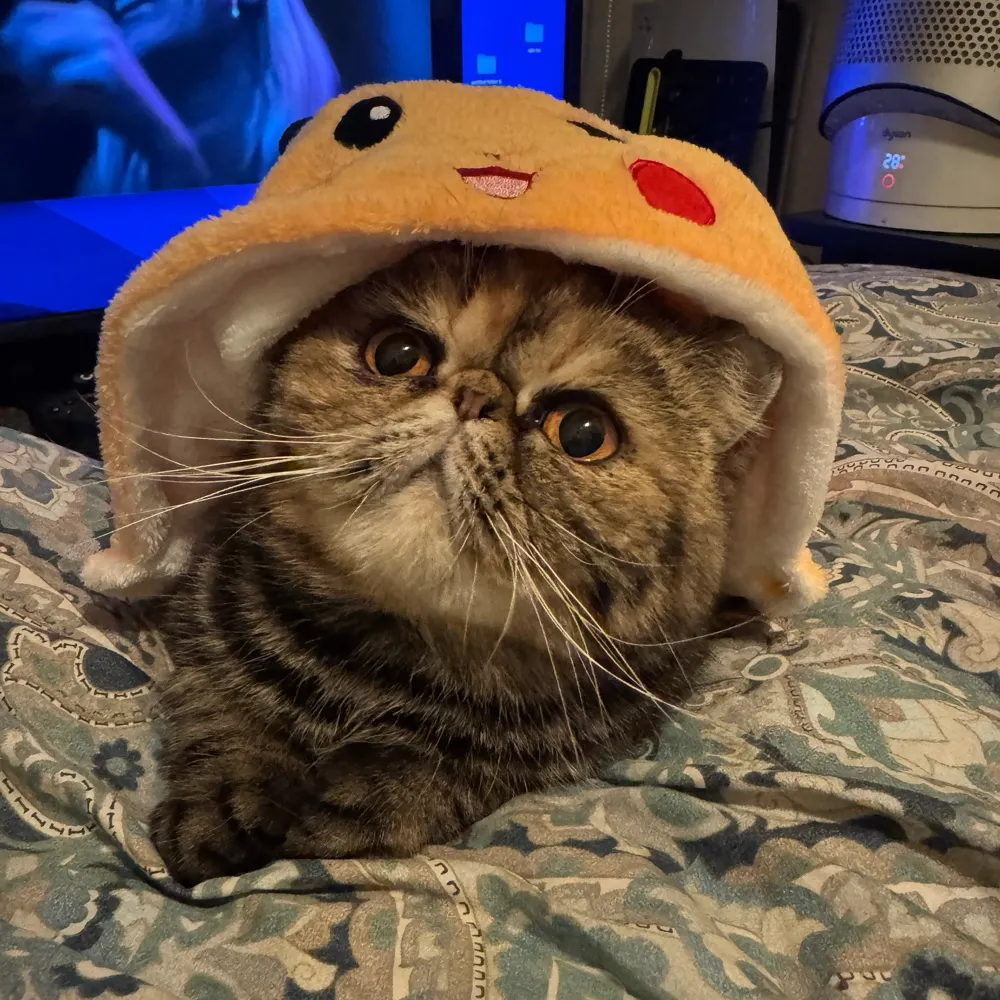 actuallymossman.bsky.social's profile picture