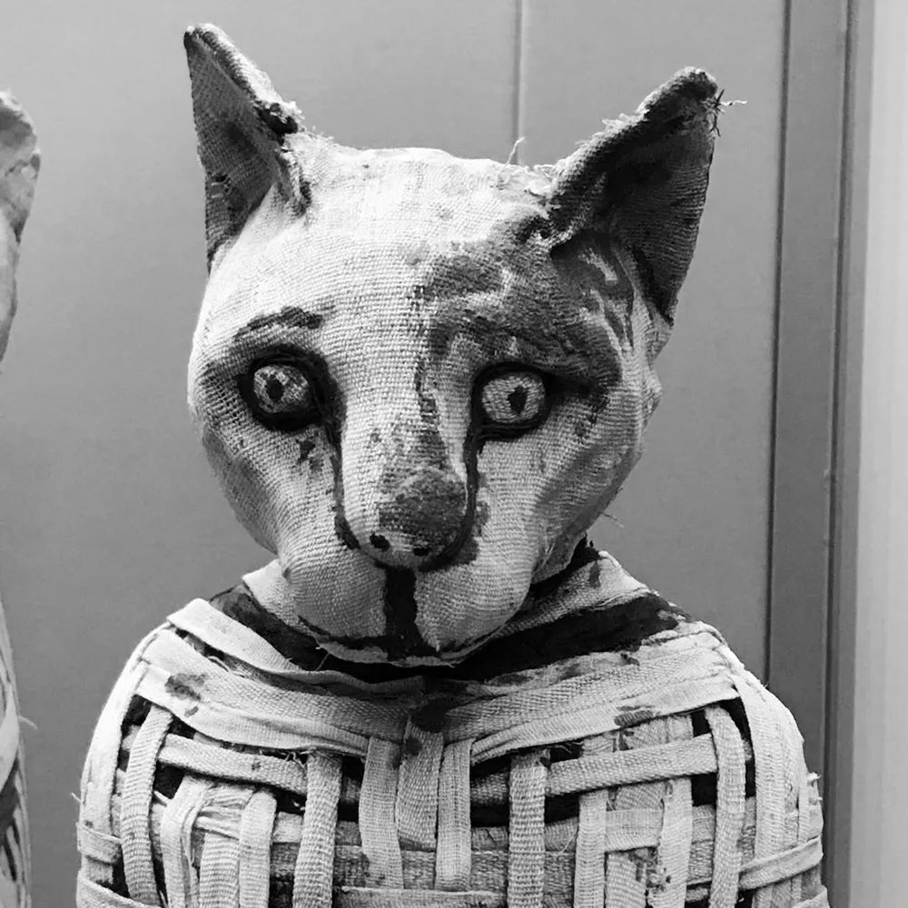 wigglepig.bsky.social's profile picture