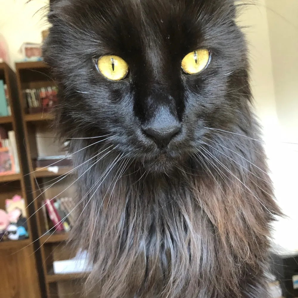 thatbrutus.bsky.social's profile picture