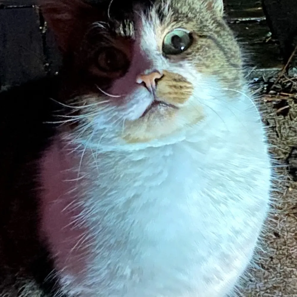 funkaspuck.bsky.social's profile picture