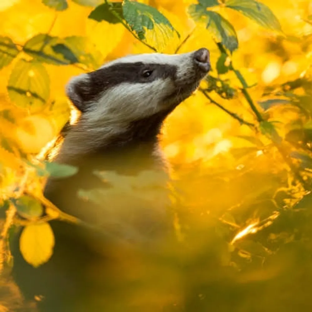 theoldbadger.me's profile picture