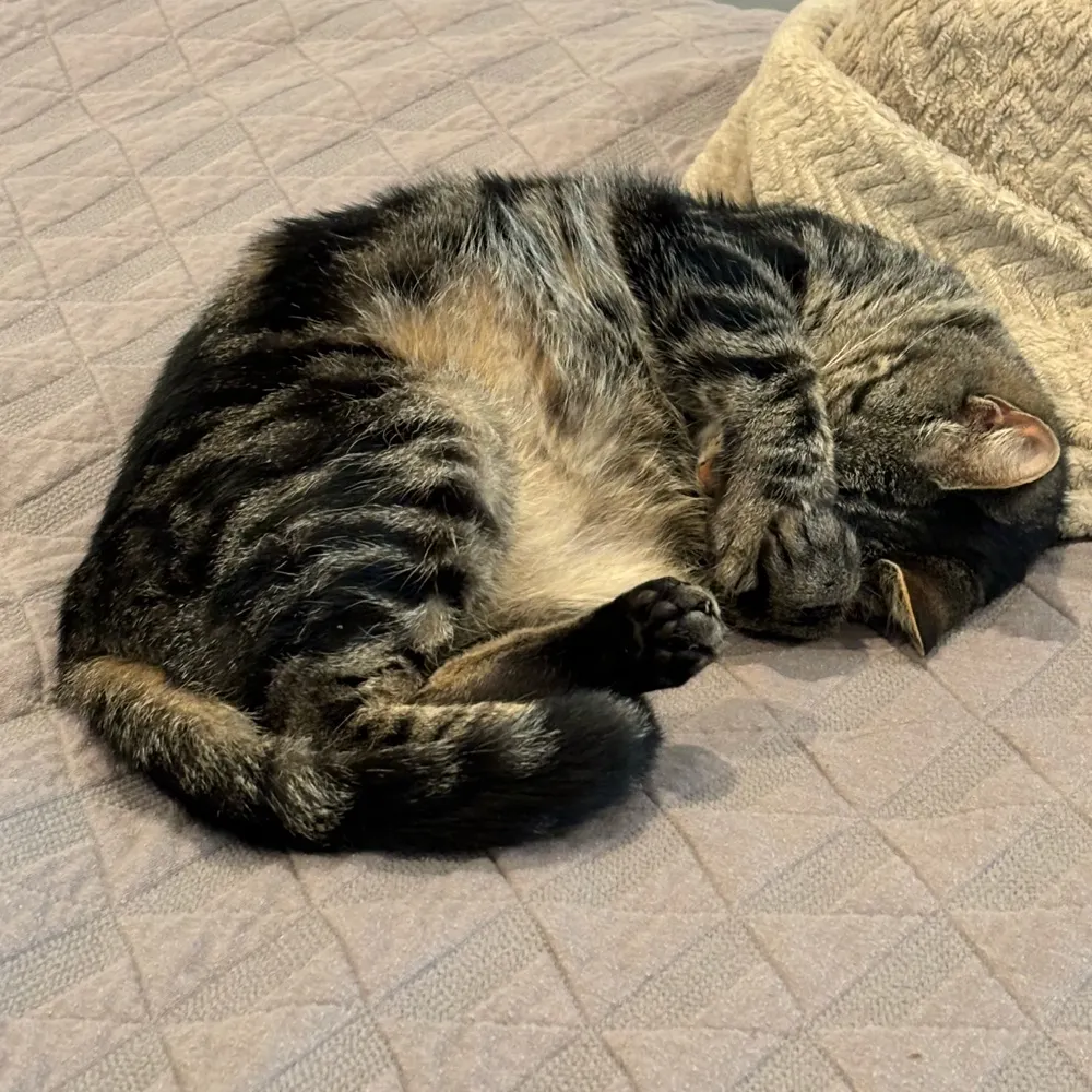 mtnsteve.bsky.social's profile picture