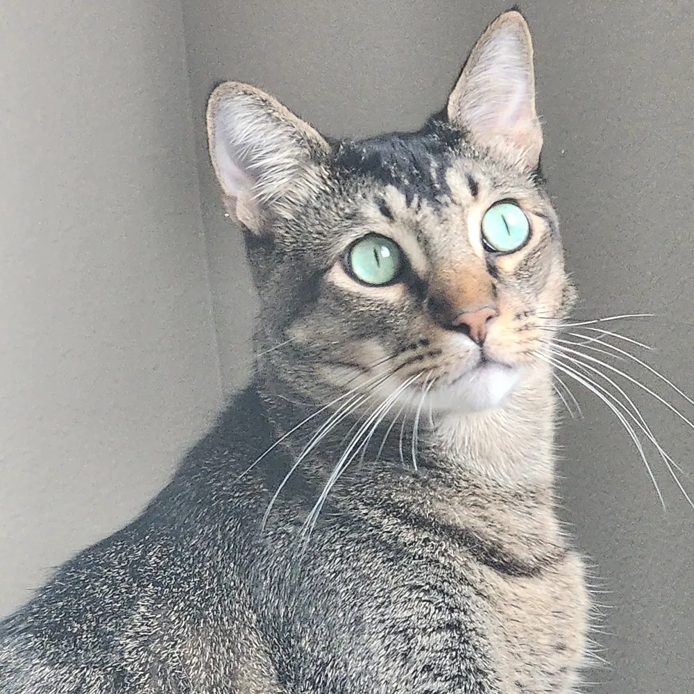 lil-catmom.bsky.social's profile picture